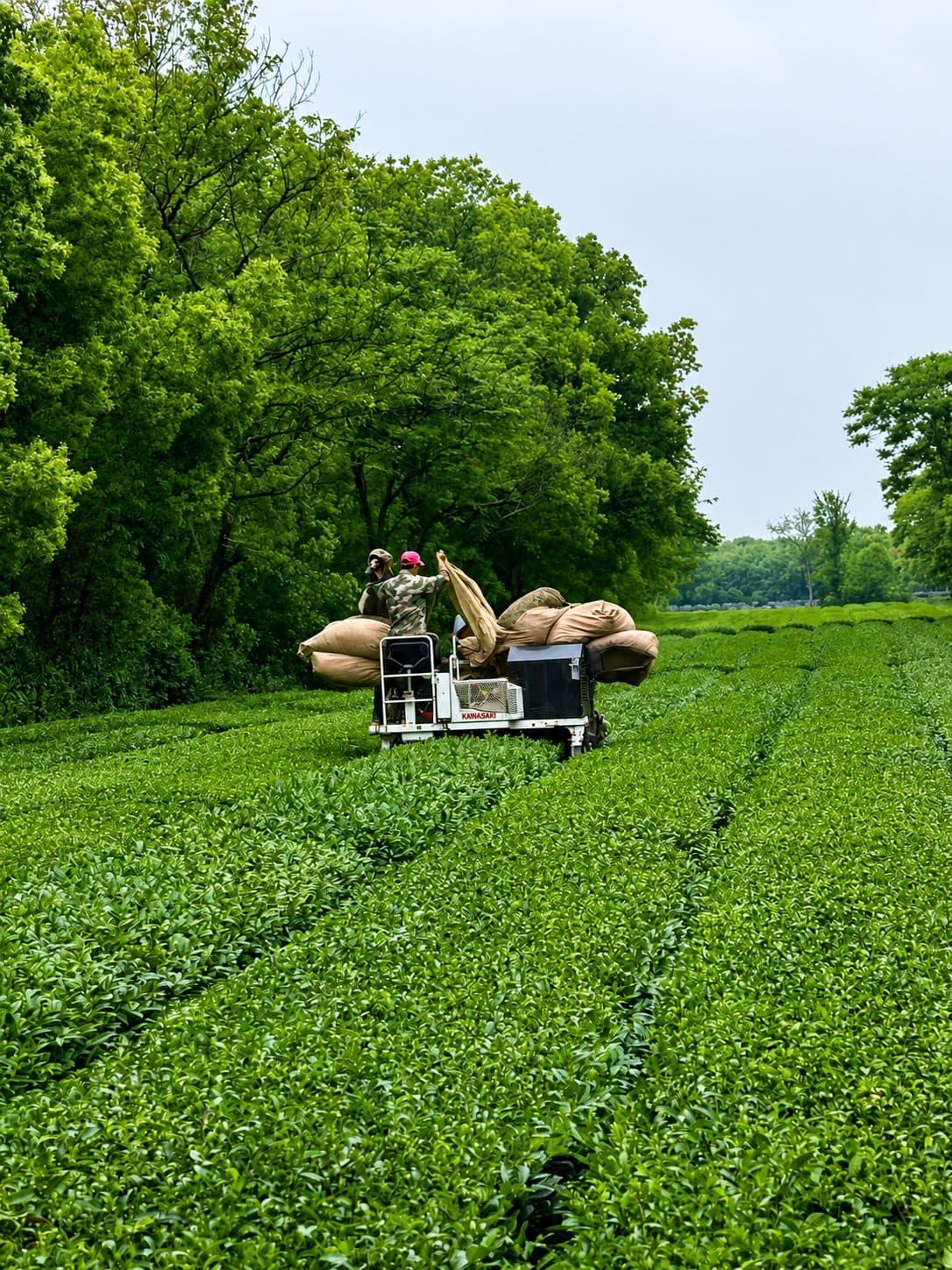 Tea country at origin