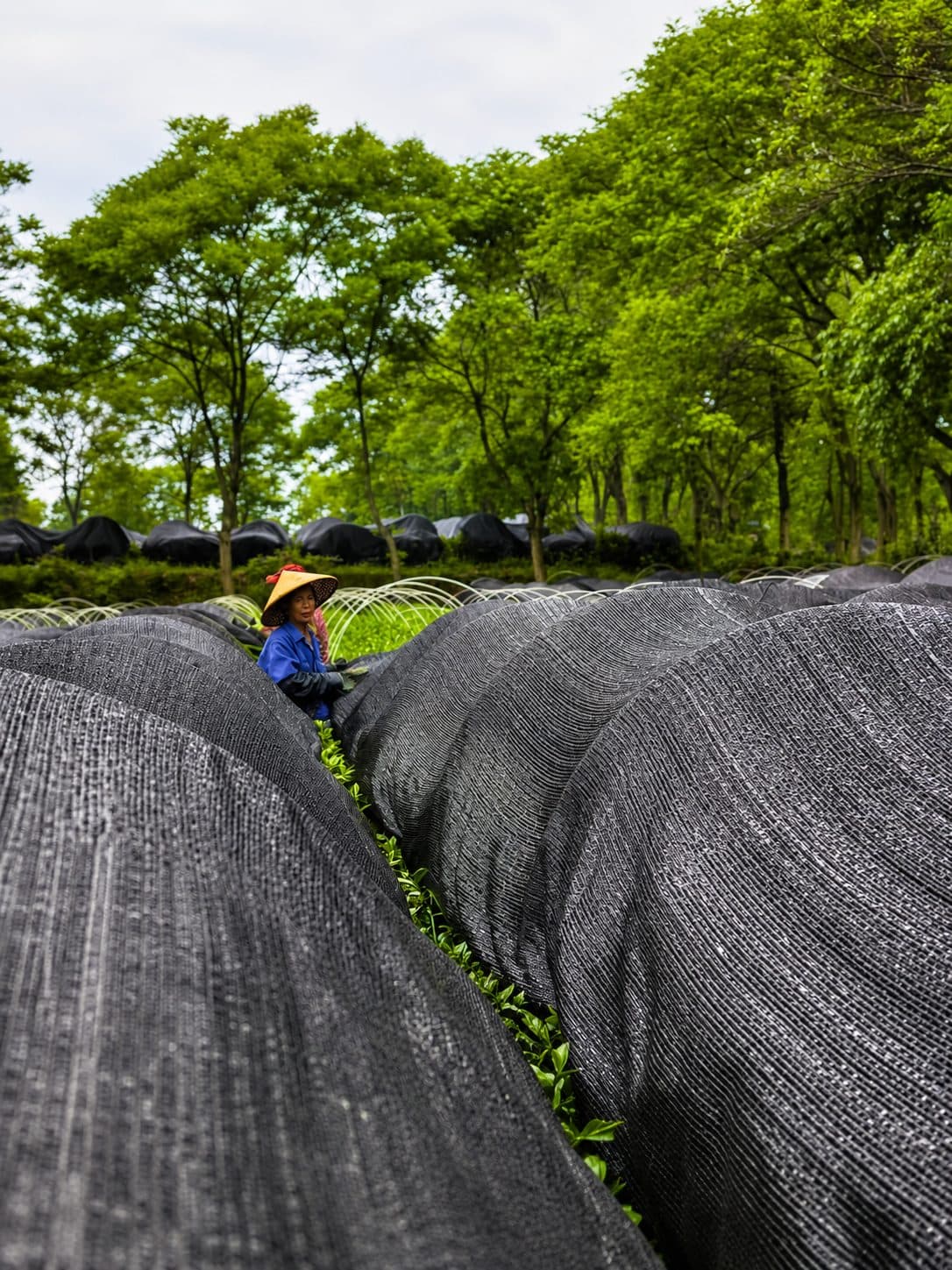 A grower among the shade-grown tea gardens at harvest