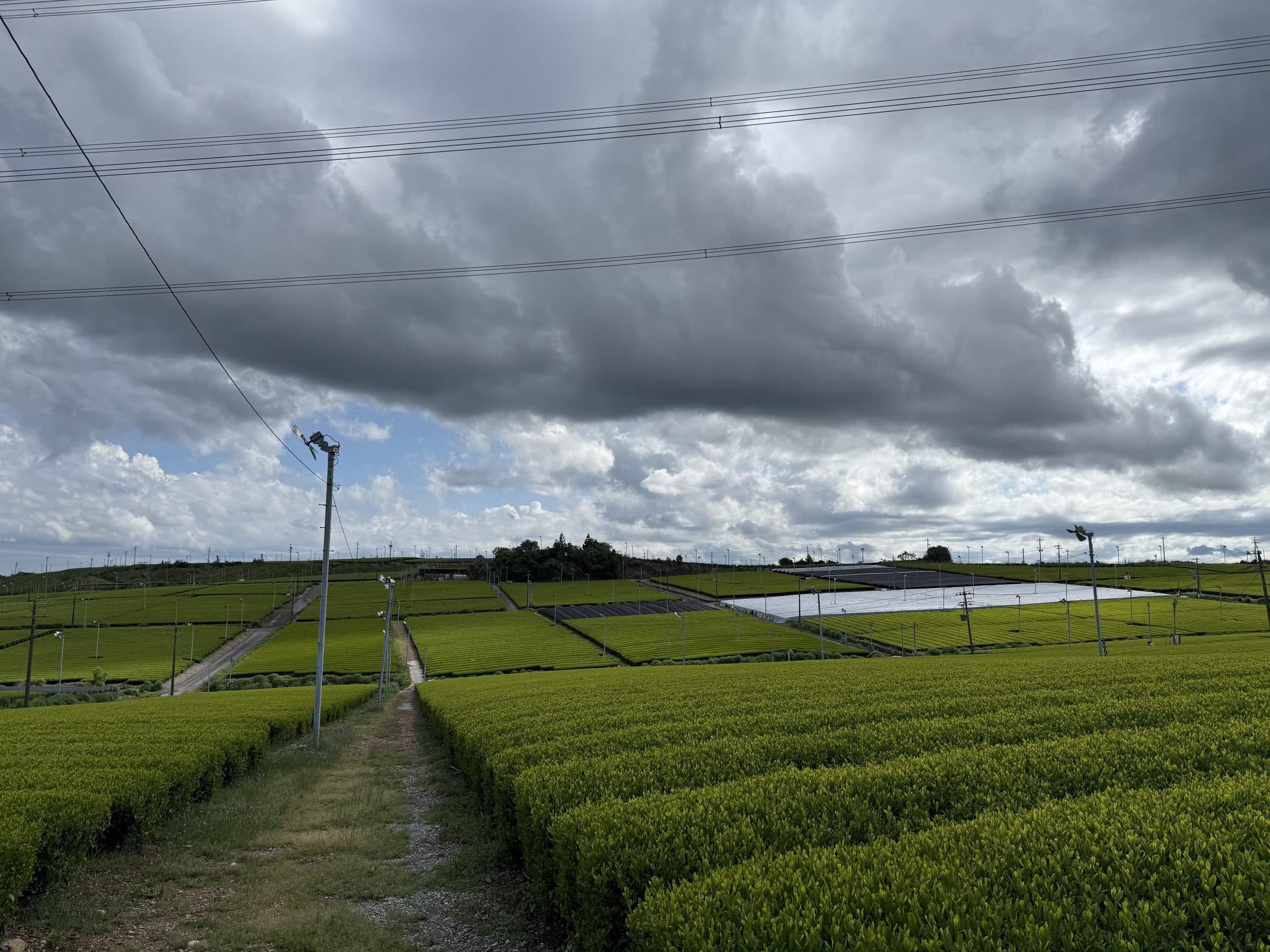 Tea terraces under a working sky