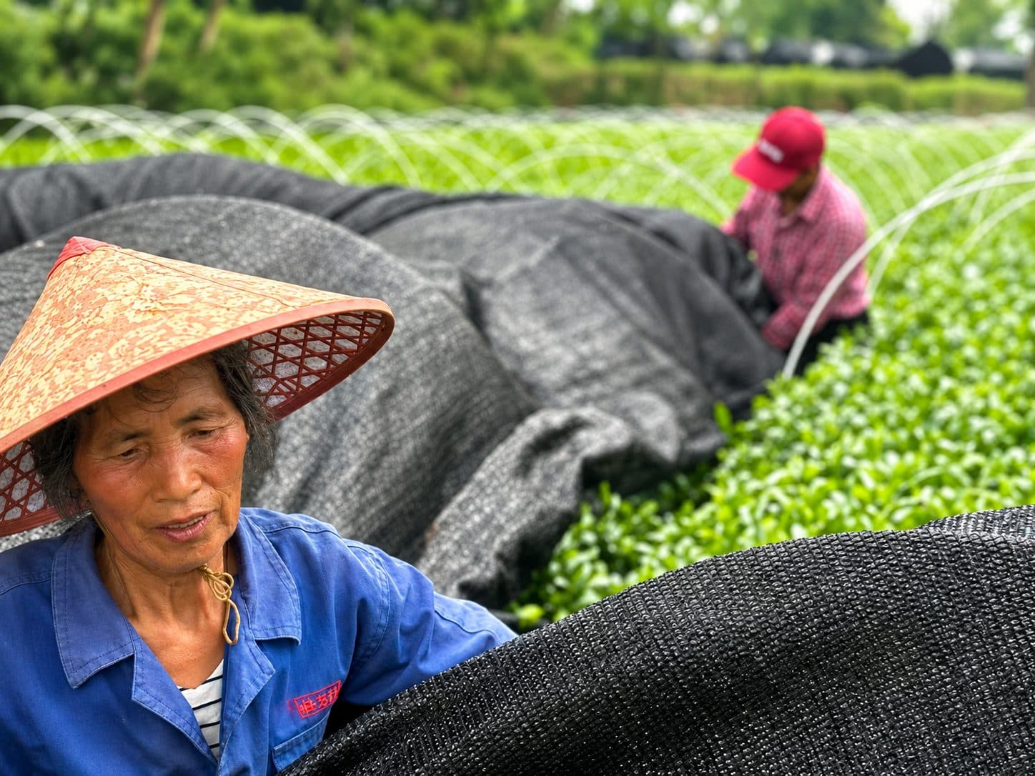 Growers in the shade-grown gardens