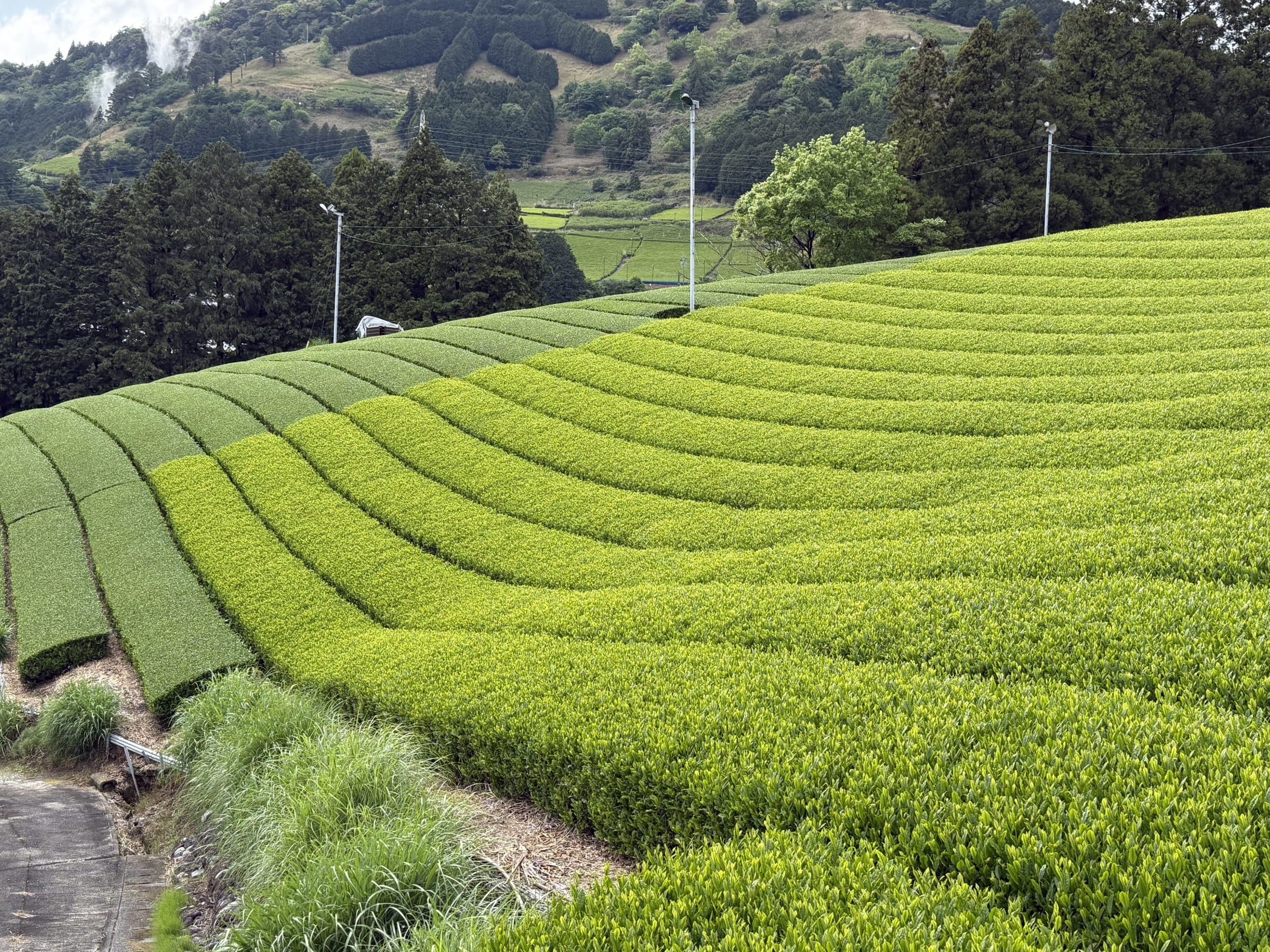 Japanese tea terraces